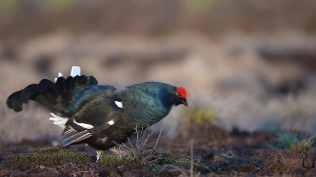 Black Grouse on spring bog ready for fighting, lekking. Spring colors of moors with black grouse, blackcock. Male Black Grouse lek game at sunrise. Lyrurus tetrix lekking in Estonia, Saaremaa swamp