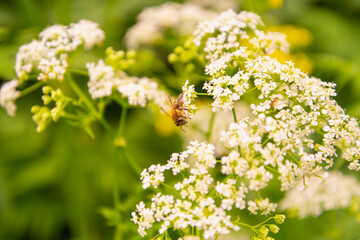Obraz premium A bee sits on a branch of a flower.