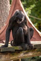 A Brown-headed Spider Monkey sit on a platform in the trees at the Apenheul in The Netherlands.