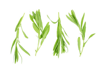 Tarragon isolated on a white background