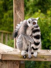 Ring tailed lemurs sat on a fence at the Apenheul in The Netherlands.
