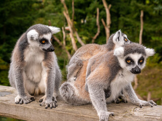 Obraz premium Ring tailed lemurs sat on a fence at the Apenheul in The Netherlands.