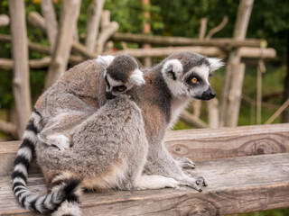 Ring tailed lemurs sat on a fence at the Apenheul in The Netherlands.