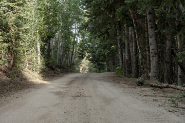 Dirt Road Through Forest in Great Basin