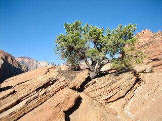 hearty pine tree struggling to survive on the mountainside