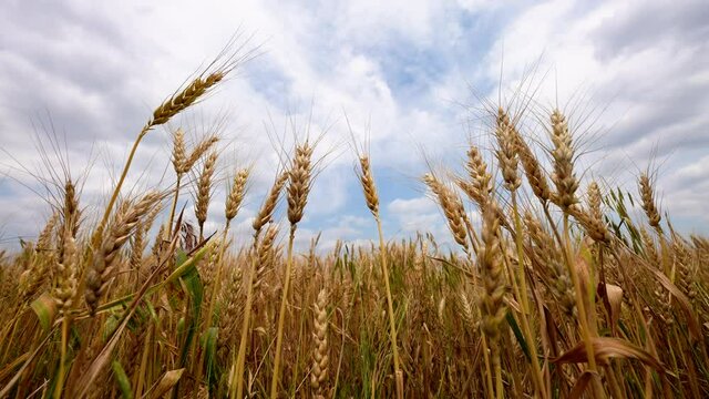maturing field of wheat with blue sky and clouds