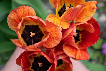Fototapeta na wymiar red orange flower