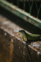 Vertical shot of a green lizard walking on a border