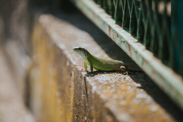 Closeup shot of a green lizard walking on a border