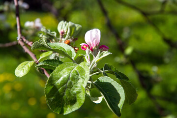 Apple tree blossom on the green background. Summer flowers