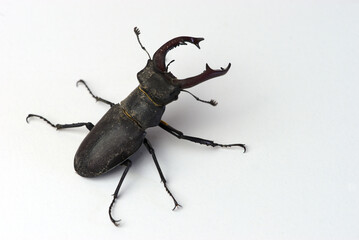 Stag beetle, male Lucanus cervus with jaws, mandible beetle