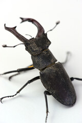 Stag beetle, male Lucanus cervus with jaws, mandible beetle