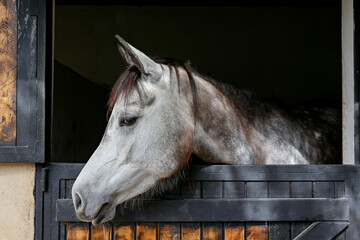 Head of the thoroughbred horse looking over the wooden stable doors. Close up, copy space for text,...