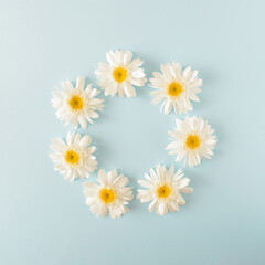 White daisy flowers arranged in a circle on a pastel blue background
