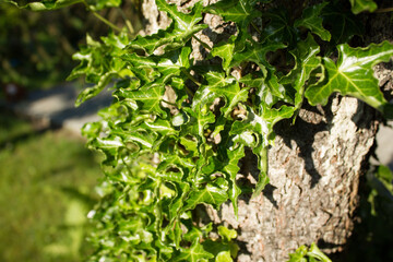 Bluszcz pospolity na drzewie.