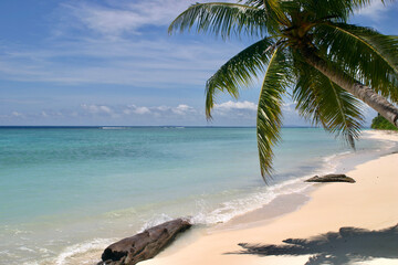 pristine beach in the tropics on a beautiful sunny day
