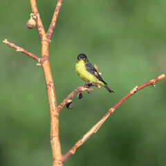 Male Lesser Goldfinch  Carduelis psaltria