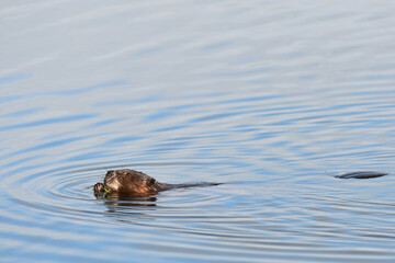 A wild beaver browses for food in Alaska's Reflections Lake © JT Fisherman