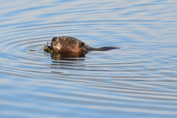 A wild beaver browses for food in Alaska's Reflections Lake © JT Fisherman