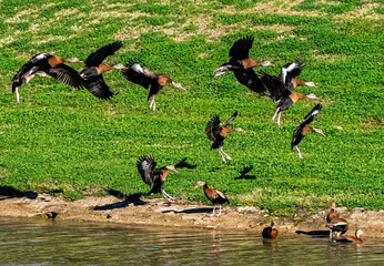 Black-bellied Whisting Ducks