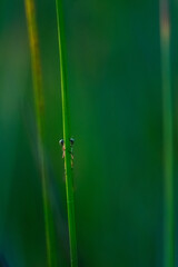 eyes of a damselfly hiding behind a blade of grass