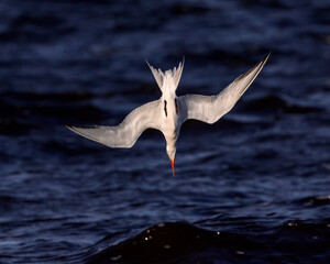 Royal Tern dives for fish off Jekyll Island against the backdrop of a beautiful blue water background.