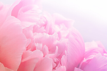 Background of pink peony flower petals close-up