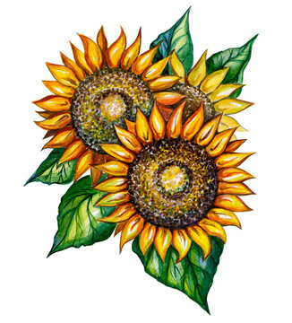 Hand-drawn watercolor illustration of sunflowers