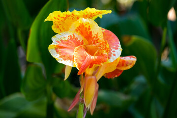 Beautifully flowering plant Canna or canna lily