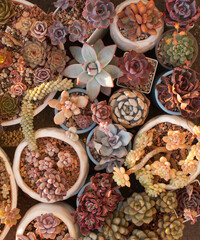 Succulent propagation background. Succulents plant, top view