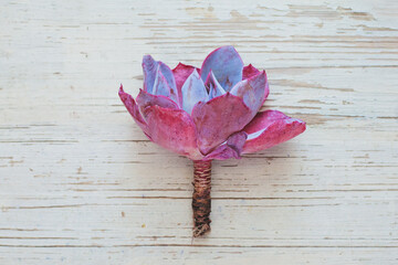 Succulent echeveria Afterglow on white vintage wooden background, top view, flat lay composition