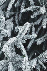 snow covered branches