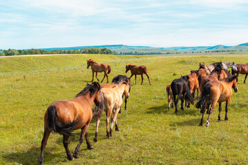 Naklejka na ściany i meble Horse breeding. Horses in the meadow.