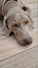 dog sleeping on the floor