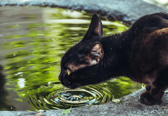 Black cat drinking water. The cat is drinking water from the lake. Water and cat concept. Selective...