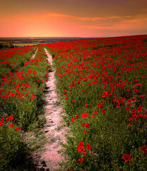 poppy field at sunset
