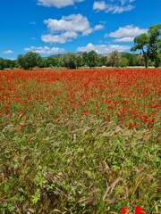 field of poppies