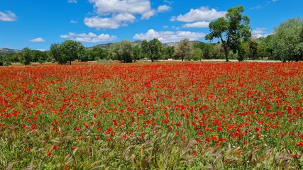 Plakat field of poppies