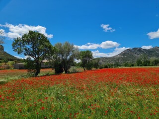 field of poppies
