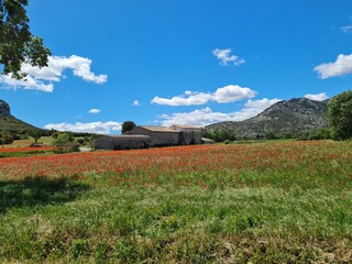 landscape in the summer