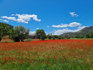 field of poppies