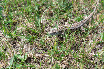 Small lizard in the green grass.