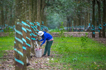 Rubber tree forest, worker collecting latex milk from the tree.