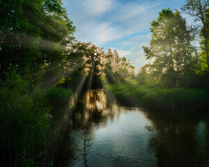 Bach, Fluss, Sonne, Baum, Wald, Sonnenstrahlen, Sommer