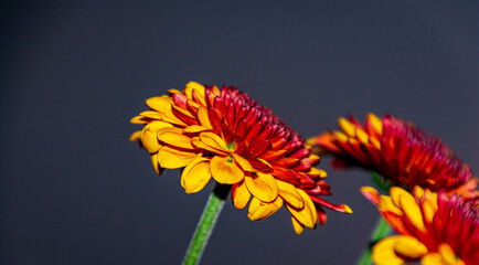 orange flower on a blue background