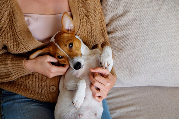 Cropped shot of adorable jack russell terrier pup sitting with its female owner. Unrecognizable woman wearing knitted sweater and mom jeans with cute doggy on her lap. Close up, copy space, background