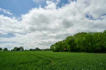 Obraz premium Agriculture farm field in english countryside with trees, blue sky and clouds.