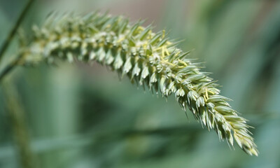 The Wild Mouth is Earning