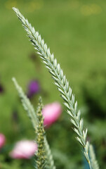 The Wild Mouth is Earning