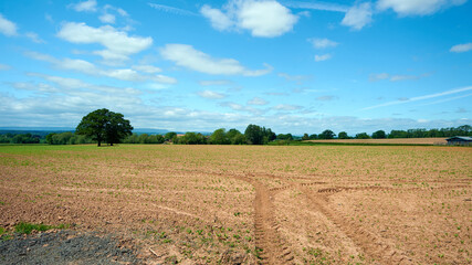 Fototapeta na wymiar Agriculture farm field in english countryside with blue sky and small clouds.